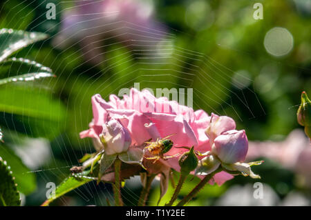 Le rose rosa su una macchia verde in giardino con spider web in Slovenia. Foto Stock