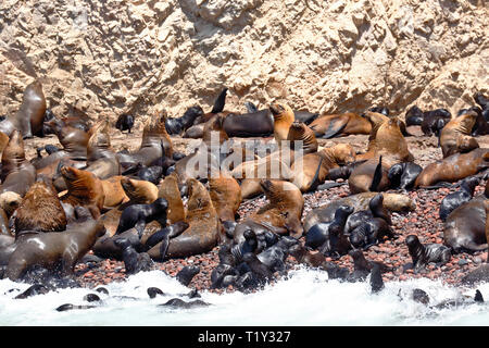 Wild colonia di leoni di mare (Otaria flavescens) sulla riva delle Isole Ballestas in Paracas, Perù. Foto Stock