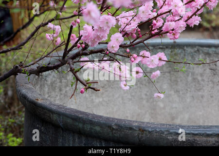 (190329) -- Pechino, 29 marzo 2019 (Xinhua) -- Foto scattata il 28 marzo 2019 la mostra dei fiori in Città Proibita di Pechino, capitale della Cina. (Xinhua/Meng Dingbo) Foto Stock