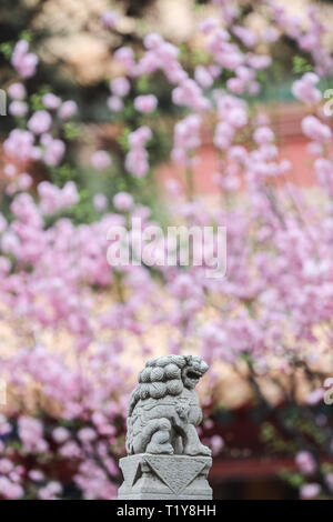 (190329) -- Pechino, 29 marzo 2019 (Xinhua) -- Foto scattata il 28 marzo 2019 la mostra dei fiori in Città Proibita di Pechino, capitale della Cina. (Xinhua/Meng Dingbo) Foto Stock