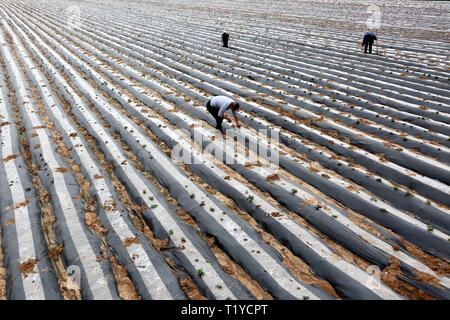 Zaozhuang, la Cina della provincia dello Shandong. 27 Mar, 2019. Agricoltori lavorano in un campo a Shuiguo township di città di Zaozhuang, est della Cina di Provincia di Shandong, il 27 marzo 2019. Credito: Sun Zhongzhe/Xinhua/Alamy Live News Foto Stock