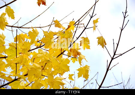 Poche foglie su un acer Albero in autunno Foto Stock