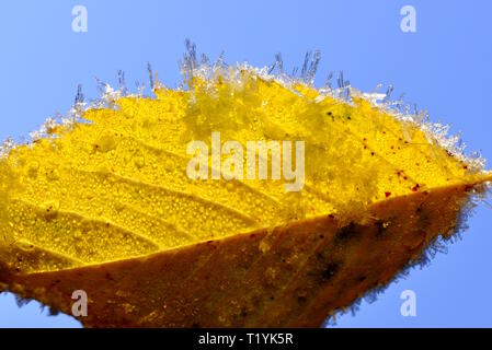 I cristalli di ghiaccio su un giallo foglia caduta Foto Stock