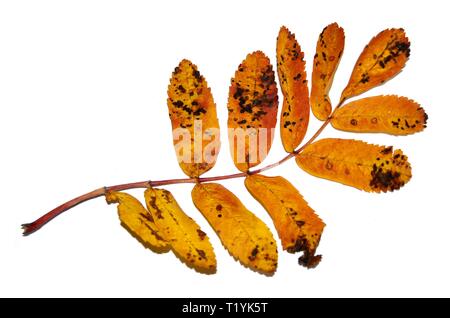 Autunno rowan leaf isolati su sfondo bianco Foto Stock