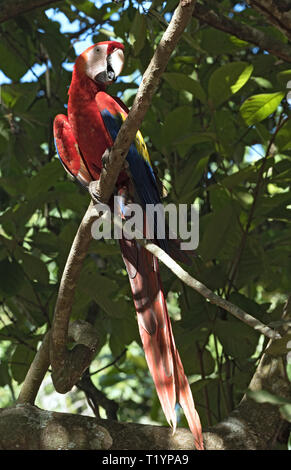 Il rosso e il verde pappagallo di sedersi su un ramo di albero Panama Foto Stock
