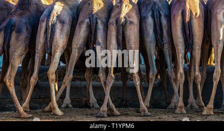 INDIA RAJASTHAN, backsides di cammelli in piedi vicino insieme su una mangiatoia in Bikaner Foto Stock