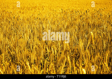 Foto di verdi campi di grano per baisakhi festival. Foto Stock