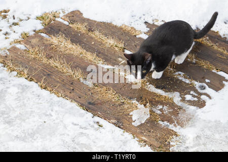 Bianco e nero gatto giovane cammina sulla strada in inverno sul bianco della neve Foto Stock