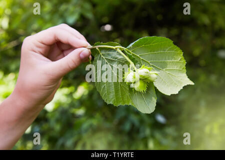 Mano umana tenendo un ramo con quattro nocciole verde. Albero di nocciole (nocciola), nocciole immaturi. Messa a fuoco selettiva Foto Stock