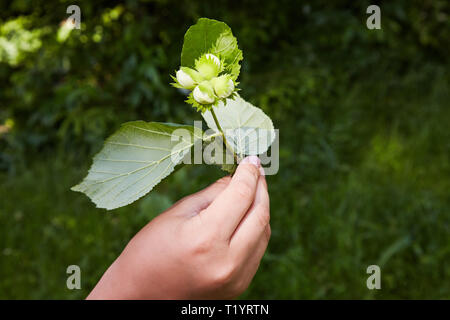 Mano umana tenendo un ramo con quattro nocciole verde. Albero di nocciole (nocciola), nocciole immaturi. Messa a fuoco selettiva Foto Stock