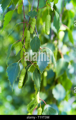 Il ramo di betulla (Betula pendula, argento betulla, presenta verrucosa betulla, bianco europeo betulla) con il verde delle foglie e ramoscelli Foto Stock