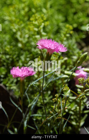 Rosa di garofano su un verde sfondo erbosa in giornata soleggiata. Famiglia Caryophyllaceae. Dianthus Plumarius. Carnation ungherese. piccola rosa fiori di garofano Foto Stock