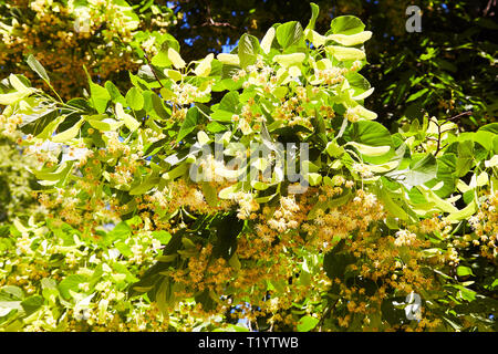 Fioritura linden succursale in giorno di giugno. I fiori di tiglio sfondo. Soft focus. Foto Stock