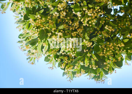 Fioritura linden succursale in giorno di giugno. I fiori di tiglio sfondo. Soft focus. Foto Stock