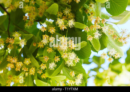 Fioritura linden succursale in giorno di giugno. I fiori di tiglio sfondo. Soft focus. Foto Stock