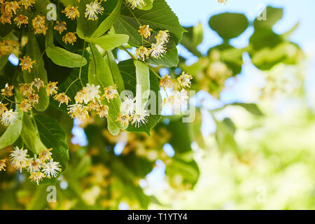 Fioritura linden succursale in giorno di giugno. I fiori di tiglio sfondo. Soft focus. Foto Stock