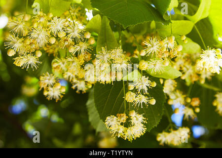 Fioritura linden succursale in giorno di giugno. I fiori di tiglio sfondo. Soft focus. Foto Stock