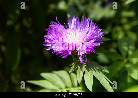 Purple rosa Aster Stokes Stokesia laevis fiore in fiore in primavera Foto Stock