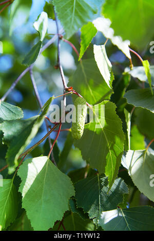 Il ramo di betulla (Betula pendula, argento betulla, presenta verrucosa betulla, bianco europeo betulla) con il verde delle foglie e ramoscelli Foto Stock