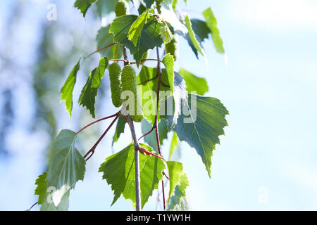 Il ramo di betulla (Betula pendula, argento betulla, presenta verrucosa betulla, bianco europeo betulla) con il verde delle foglie e ramoscelli Foto Stock