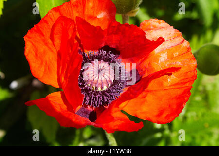 Papavero rosso fiore selvatico sul campo con il fuoco selettivo. I farmaci naturali. Lonely papavero. Foto Stock