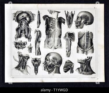 1849 Illustrazione medica di Anatomia Umana Foto Stock