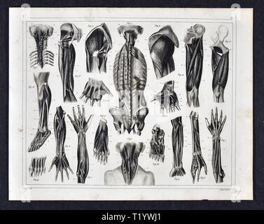 1849 Illustrazione medica di Anatomia Umana Foto Stock