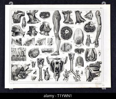 1849 Illustrazione medica di Anatomia Umana Foto Stock