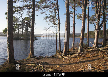 Loch Mallachie sul Loch Garten RSPB Riserva Abernethy Forest Cairngorms National Park in Scozia Foto Stock