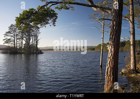 Loch Mallachie sul Loch Garten RSPB Riserva Abernethy Forest Cairngorms National Park in Scozia Foto Stock