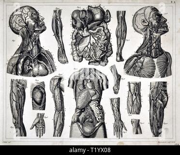 1849 Illustrazione medica di Anatomia Umana che mostra il sistema circolatorio e organi dell'addome, collo e hip Foto Stock