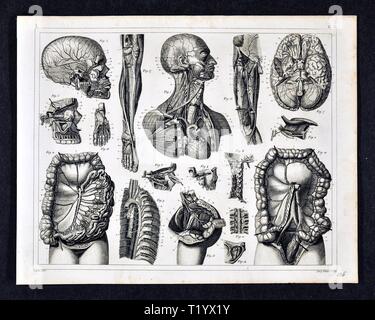 1849 Illustrazione medica di Anatomia Umana del sistema circolatorio Foto Stock