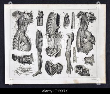 1849 Stampa anatomia del muscolari umane Sistema Scheletrico la dissezione Foto Stock