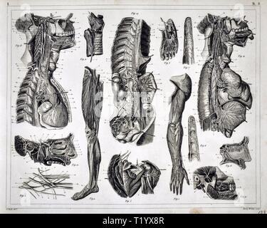 1849 Stampa anatomia del muscolari umane Sistema Scheletrico la dissezione Foto Stock