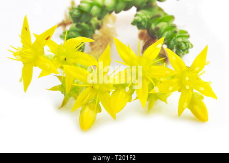 Fioritura goldmoss stonecrop Sedum acre su sfondo bianco Foto Stock