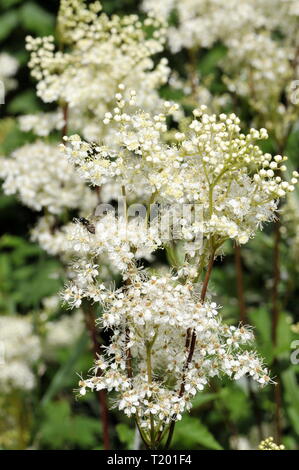 Primo piano su fioritura olmaria Filipendula ulmaria Foto Stock