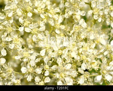 Primo piano su fioritura olmaria Filipendula ulmaria Foto Stock