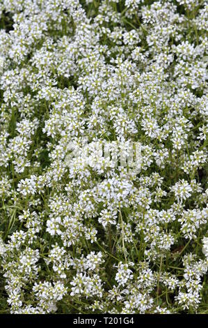 Scurvygrass comune Cochlearia officinalis Foto Stock