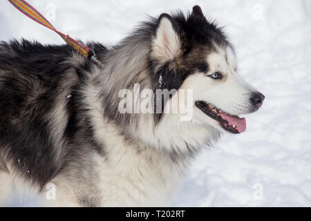 Con i capelli lunghi siberian husky è in piedi su un bianco della neve. Gli animali da compagnia. Cane di razza. Foto Stock