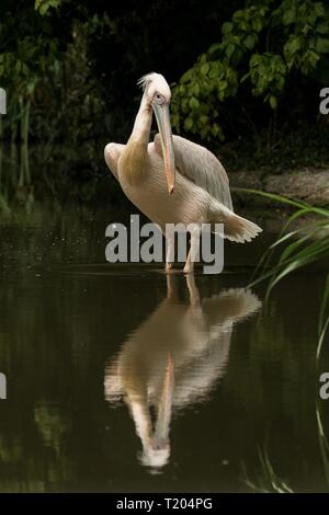 Pelican Pelecanus onocrotalus allo zoo, solo pelican governare le sue piume, bellissimo uccello rossastro vicino laghetto, acqua uccello nel suo ambiente, close up Foto Stock