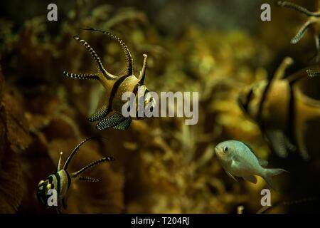 Banggai cardinalfish riscontrato solo intorno a Sulawesi, Indonesia, bello piantato acquario tropicale con pesci, acqua salata pesci marini Foto Stock