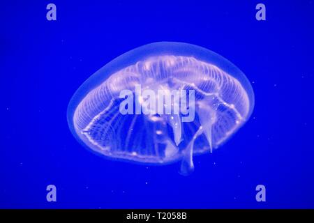 Meduse comune (Aurelia aurita) questa diffusa specie di medusa si trova nell'Oceano Atlantico, Oceano Indiano e Pacifico, meduse in acquario su clea Foto Stock