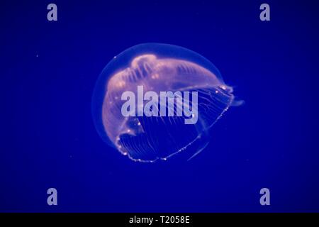 Meduse comune (Aurelia aurita) questa diffusa specie di medusa si trova nell'Oceano Atlantico, Oceano Indiano e Pacifico, meduse in acquario su clea Foto Stock