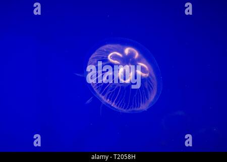 Meduse comune (Aurelia aurita) questa diffusa specie di medusa si trova nell'Oceano Atlantico, Oceano Indiano e Pacifico, meduse in acquario su clea Foto Stock