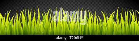 Banner di erba. I germogli di cereali. In primavera la crescita verde. Tappeto erboso verde strisce di sovrapposizione Illustrazione Vettoriale