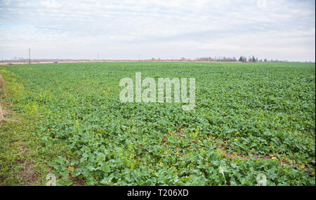 Campo con mature rape sulla soleggiata giornata autunnale Foto Stock