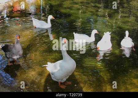 Le anatre e le oche a Agios Nikolaos Park Naousa Grecia Foto Stock