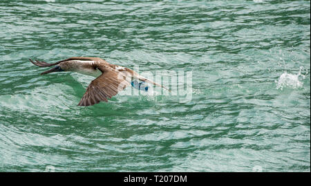 Un Blu-footed Booby (Sula nebouxii) prendere il volo dall'Oceano intorno a isole Galapagos Foto Stock