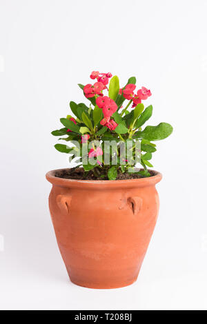 Red Euphorbia (corona di spine) nel vaso di fiori isolati su sfondo bianco Foto Stock