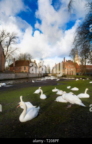 Bella vista su un canale e cigni bianchi, bridge, tetti rossi a Bruges, Belgio Foto Stock